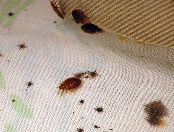 productos para eliminar chinches de cama insecticida para eliminar chinches veneno productos productos para eliminar chinches de cama insecticida para eliminar chinches veneno productos