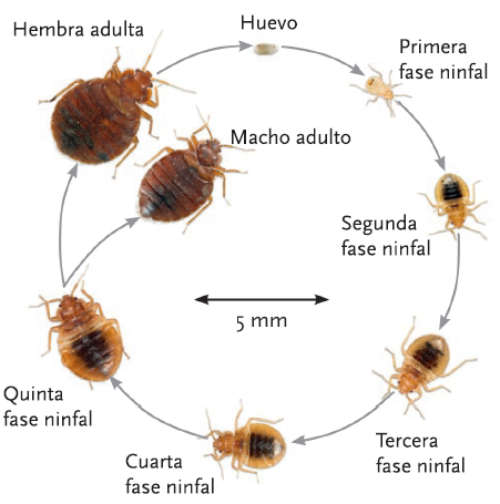 productos para eliminar chinches de cama insecticida para eliminar chinches veneno productos productos para eliminar chinches de cama insecticida para eliminar chinches veneno productos