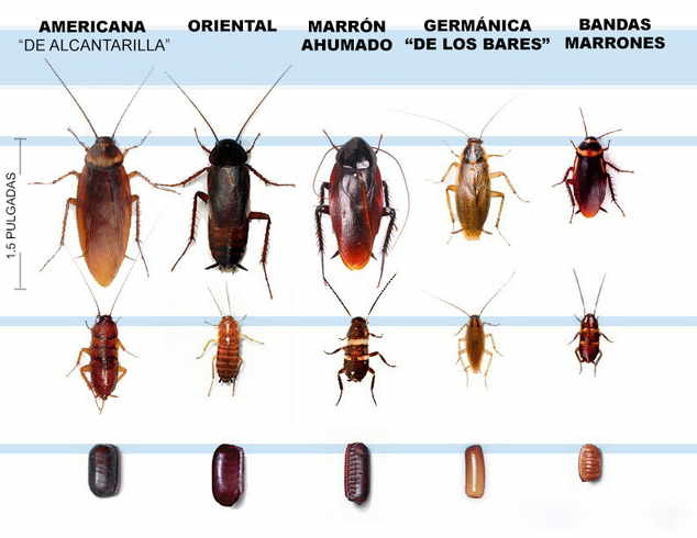 categoria de cucarachas
