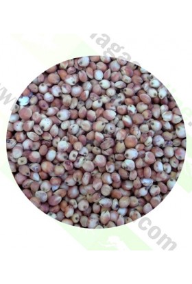 SEMILLAS DE SORGO ROJO 1KG