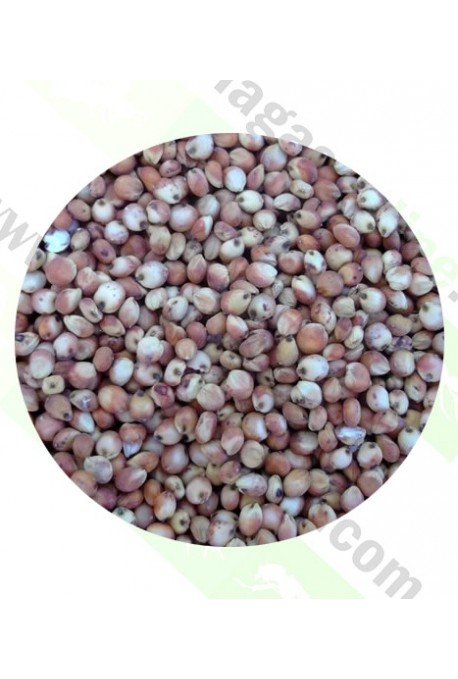 SEMILLAS DE SORGO ROJO 1KG