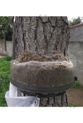 Collar Trampa Procesionaria SYS 2