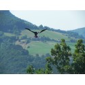 Ahuyentador de aves mástil cometa Espantapajaros Ahuyentador de aves mástil cometa Espantapajaros