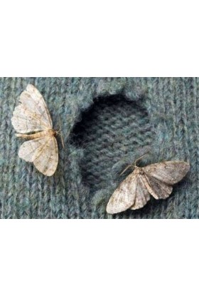 COMO ELIMINAR POLILLAS 2