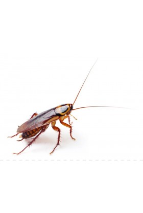 Trampas Cucarachas 22 Piezas Trampa para Cucarachas Adhesivas Pegamento  Cucarachas Profesional【22 Piezas】