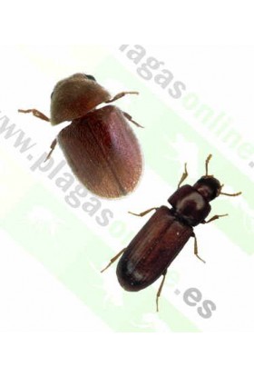 Pack Tratamiento Anti Gorgojos 2