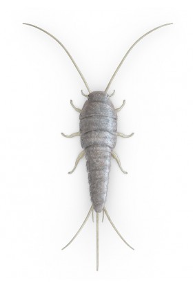 Pack Anti Pececillos de Plata 2