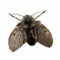 PACK ANTI MOSCA DE LA HUMEDAD PACK ANTI MOSCA DE LA HUMEDAD
