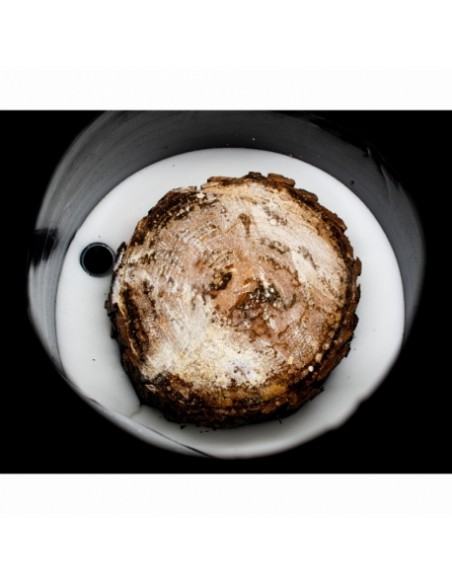 TRAMPA PROCESIONARIA ORUGA 【Solución Definitiva】