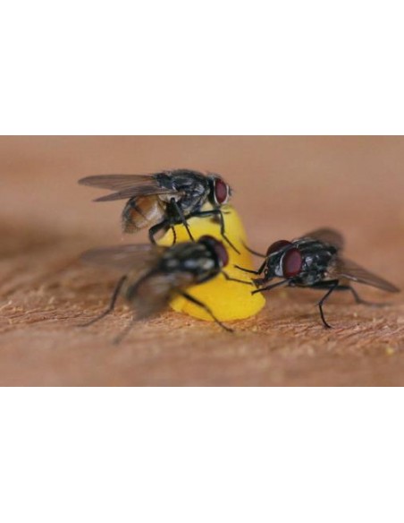 Veneno para Moscas Granulado [TIENDA]