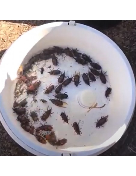 Escarabajo Rojo Picudo Productos | Envío Gratis 24/48h