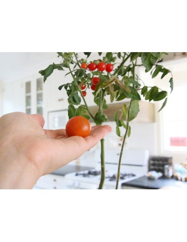Kit Interior Tomate Cherry ECO