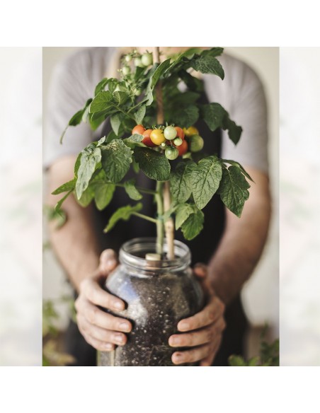 Kit Interior Tomate Cherry ECO