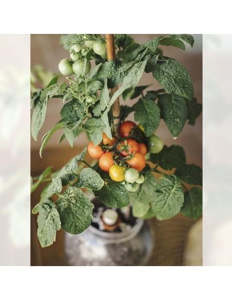 Kit Interior Tomate Cherry ECO
