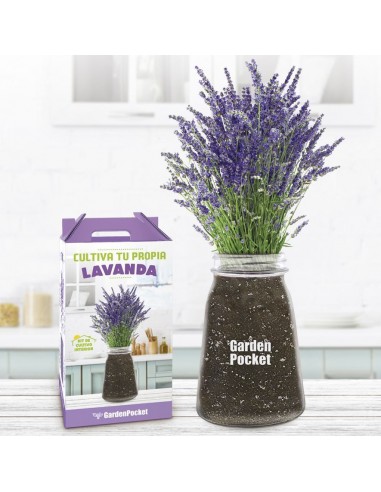 Kit Cultivo Interior Lavanda