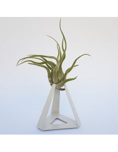 TILLANDSIAS PLANTA AÉREA 2
