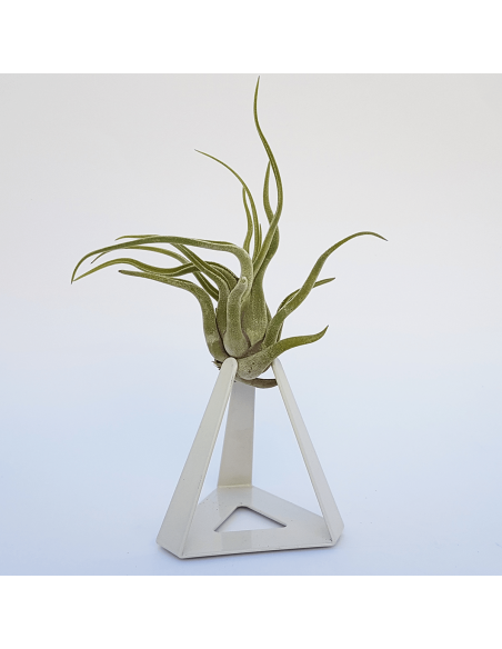 TILLANDSIAS PLANTA AÉREA