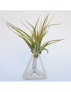 TILLANDSIAS PLANTA AÉREA