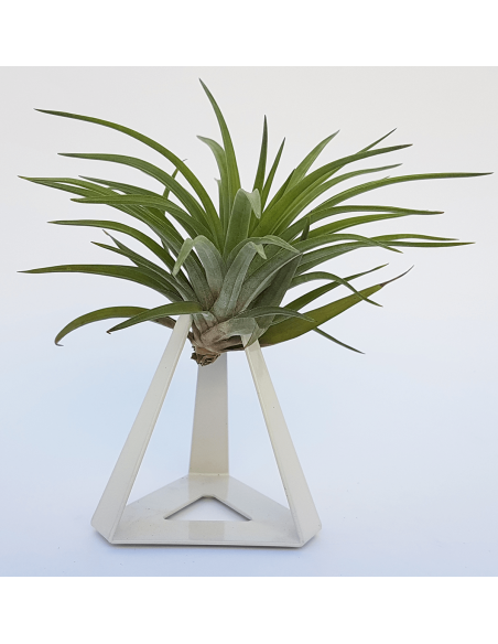 TILLANDSIAS PLANTA AÉREA