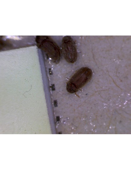 TRAMPAS PARA GORGOJOS SIN INSECTICIDAS TRAMPAS PARA GORGOJOS SIN INSECTICIDAS