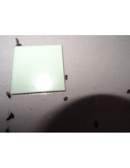 TRAMPAS PARA GORGOJOS SIN INSECTICIDAS TRAMPAS PARA GORGOJOS SIN INSECTICIDAS