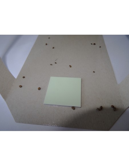 TRAMPAS PARA GORGOJOS SIN INSECTICIDAS