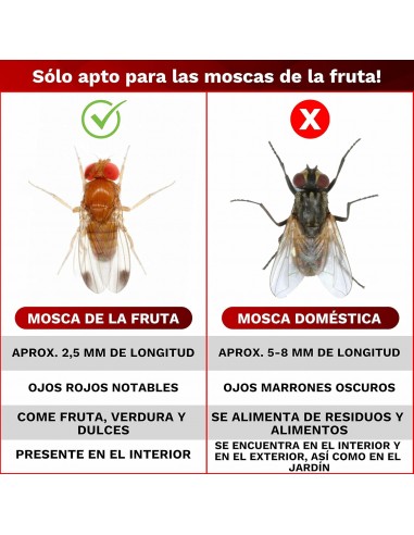 Trampa Mosca de la Fruta MV