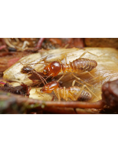 TRATAMIENTO TERMITAS 【TIENDA】 2