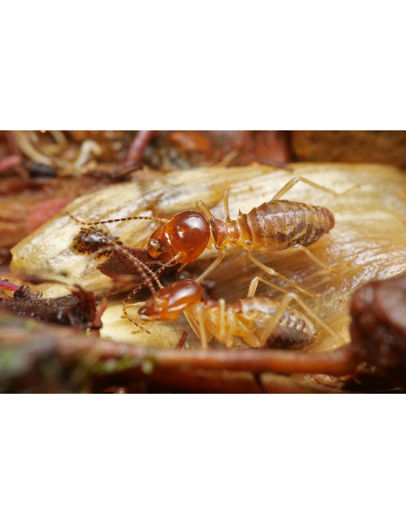 TRATAMIENTO TERMITAS 【TIENDA】