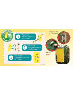 Trampas con Feromonas Tuta Absoluta y Mosca Blanca 2