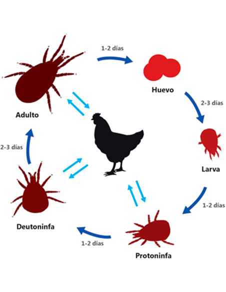 Insecticida para Piojos de las Gallinas 【TIENDA】 Insecticida para Piojos de las Gallinas 【TIENDA】