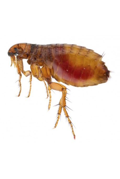 Como Matar Pulgas Como Matar Pulgas