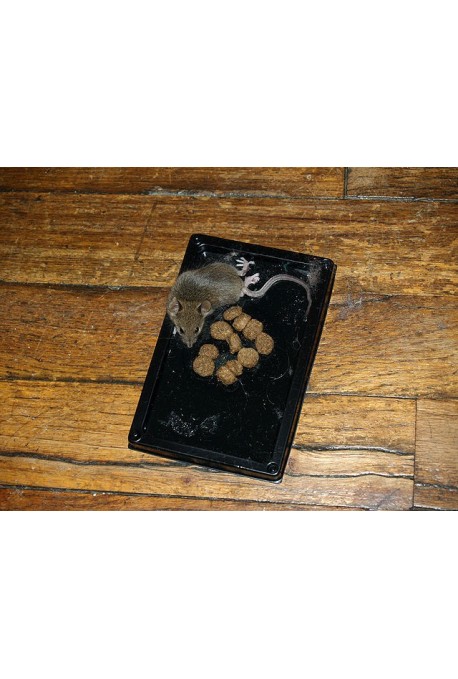 TRAMPAS PEGAMENTO RATAS G2 EXT PACK DE 2 TRAMPAS PEGAMENTO RATAS G2 EXT PACK DE 2