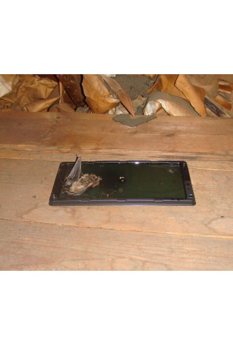 TRAMPAS PEGAMENTO RATAS G2 EXT PACK DE 2 TRAMPAS PEGAMENTO RATAS G2 EXT PACK DE 2