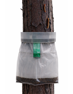 trampas para la oruga procesionaria del pino 2