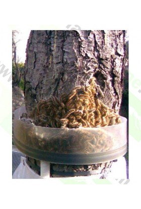 Collar Trampa Procesionaria MV 2