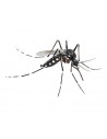 Mosquito Tigre