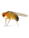 Mosca de la Fruta