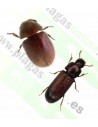 Escarabajos pequeños marrones en casa