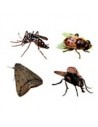 Insectos Voladores