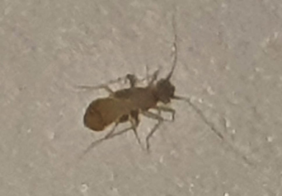 COMO ELIMINAR PIOJOS DE LOS LIBROS