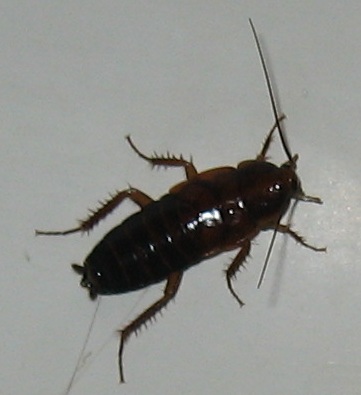 cucaracha negra