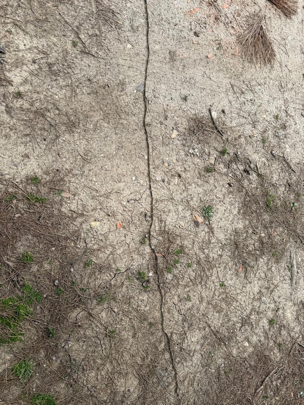 oruga procesionaria
