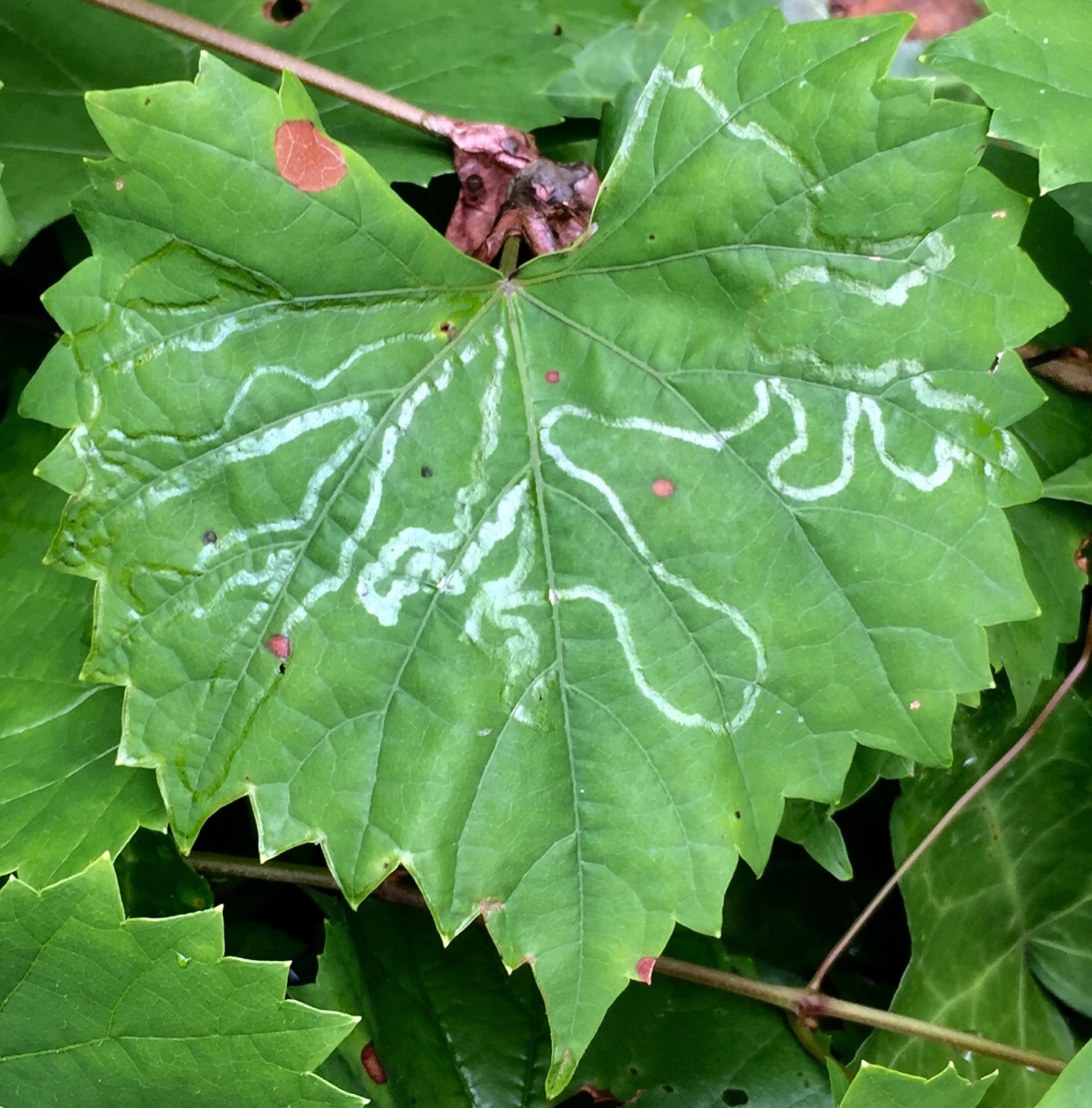 Insecticida para minador de hojas y c&iacute;tricos