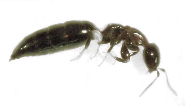 Scleroderma doméstica