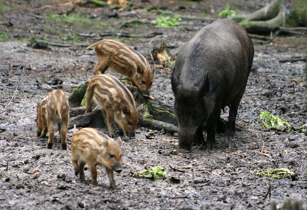 sus scrofa castilianus