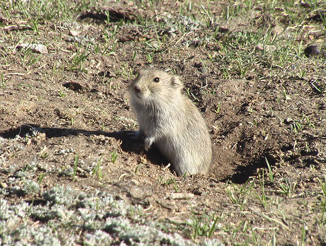 topillos de campo