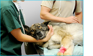 aplicacion clinica veterinaria.jpg