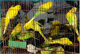 aplicacion tienda de animales.jpg