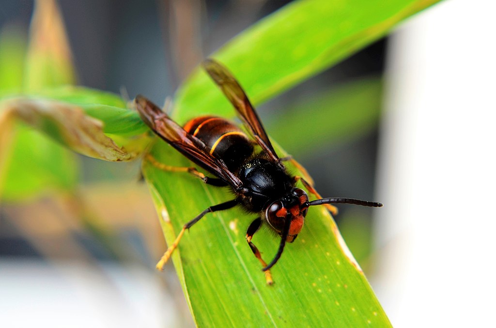 avispa asiática